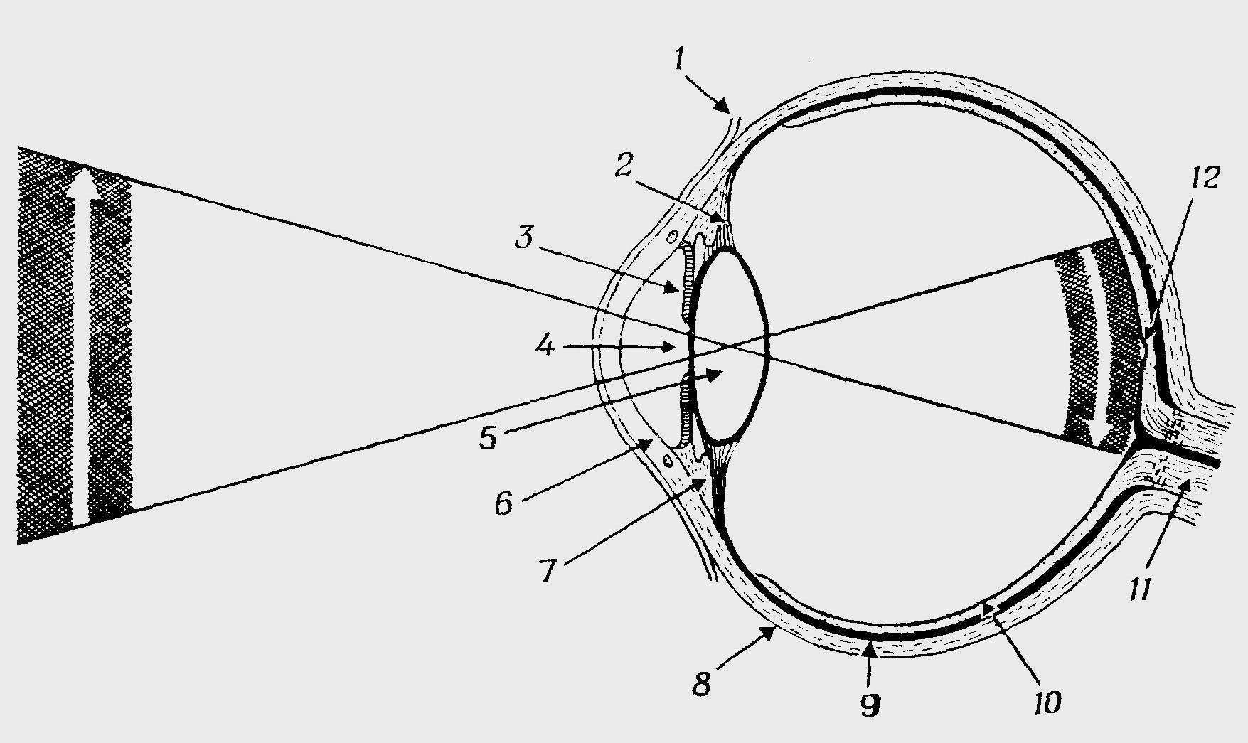 Оптическая система глаз последовательность
