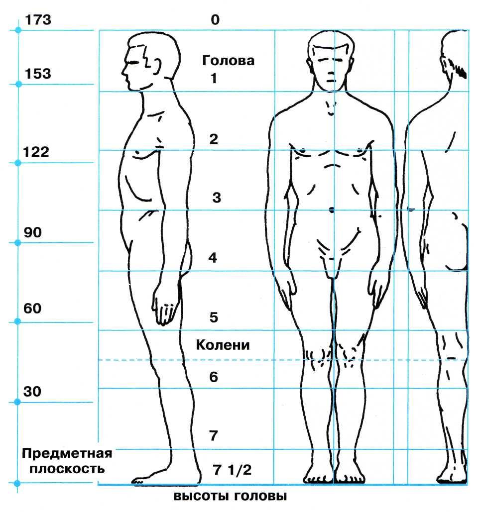 Длина ног мужчины