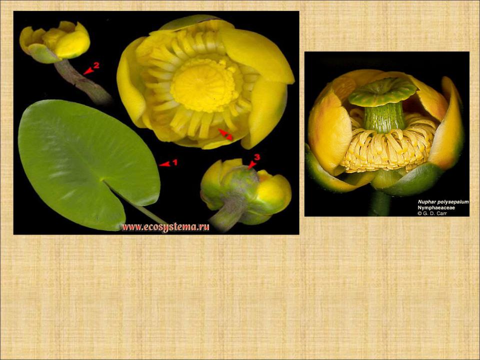 Кубышка характеристика. Кубышка желтая формула цветка. Диаграмма цветка кубышки желтой. Кубышка желтая строение. Строение кубышки.