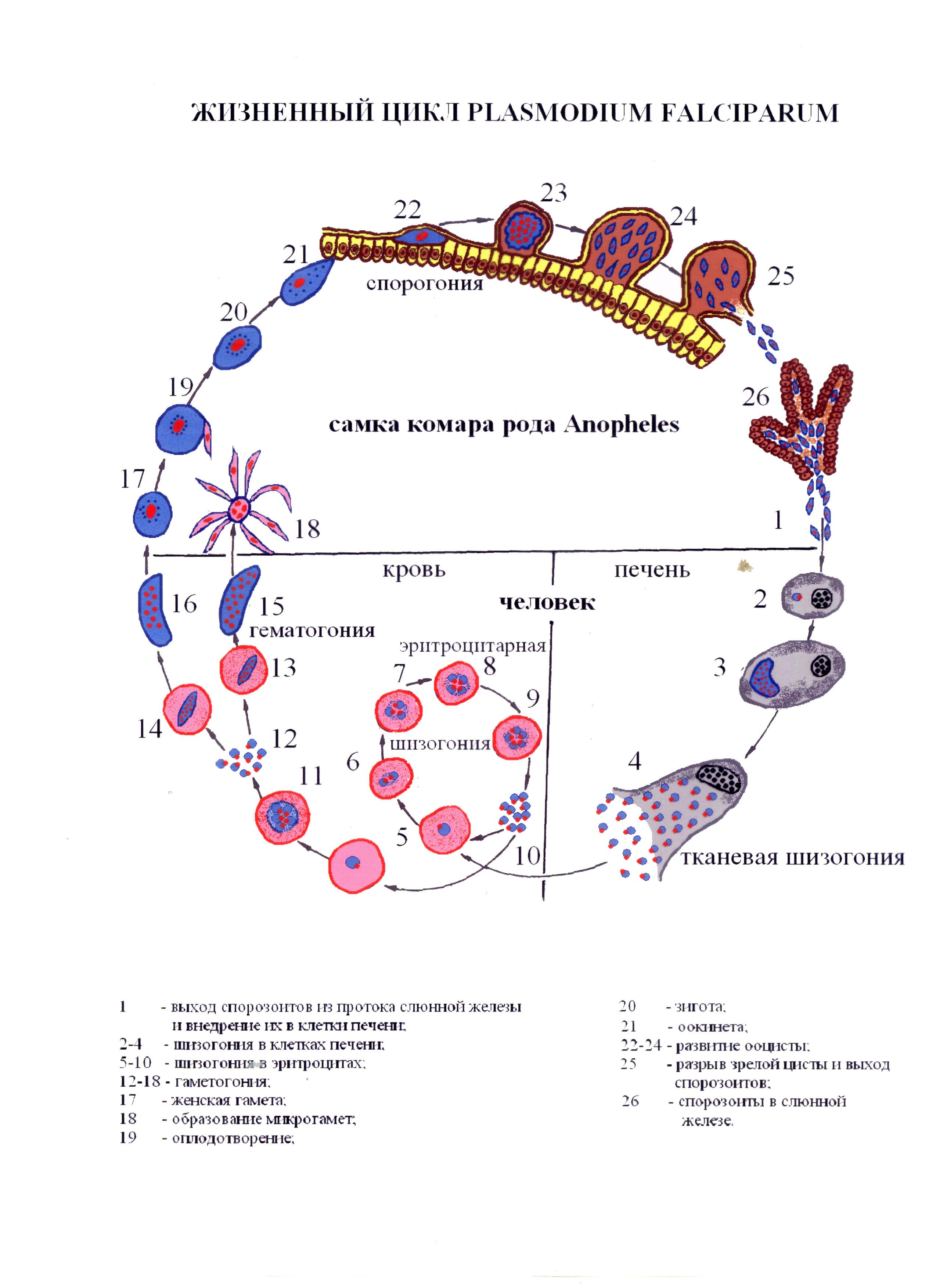 Цикл малярии. Цикл развития плазмодия малярии схема. Жизненный цикл малярийного плазмодия схема. Жизненный цикл развития малярийного плазмодия схема. Малярия жизненный цикл малярийного плазмодия.