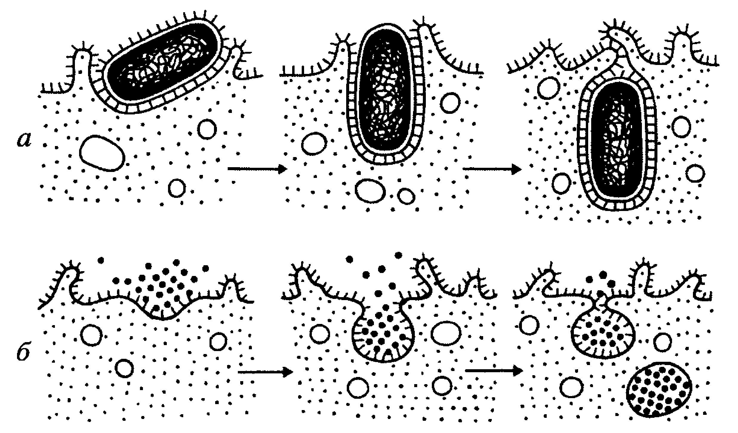 Поглощение клеткой твердых пищевых частиц. Схема фагоцитоза и пиноцитоза. Схема процессов фагоцитоза и пиноцитоза. Фагоцитоз и пиноцитоз схема. Плазматическая мембрана пиноцитоз.
