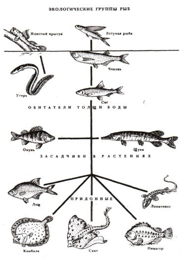 Примеры группы рыбы. Экологические группы рыб по местам обитания. Экологические группы рыб по глубине. Экологическая классификация рыб. Классификация экологических групп рыб.
