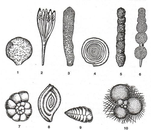 Простейшие фораминиферы. Корненожки фораминиферы. Морские корненожки фораминиферы. Раковинные фораминиферы. Фораминиферы и Эволюция.