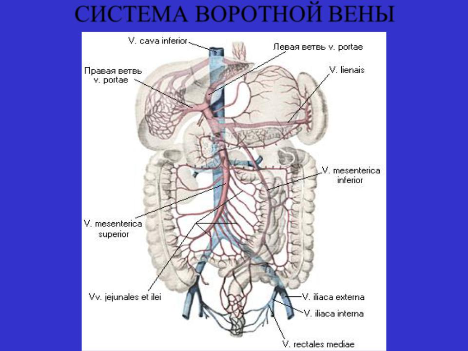 Система в вене