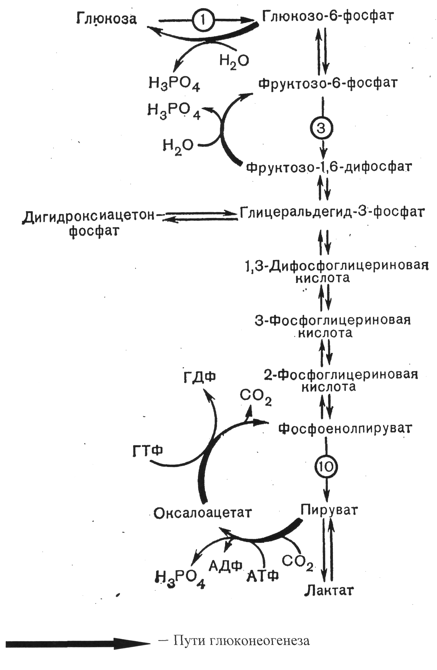 Синтез глюконеогенеза