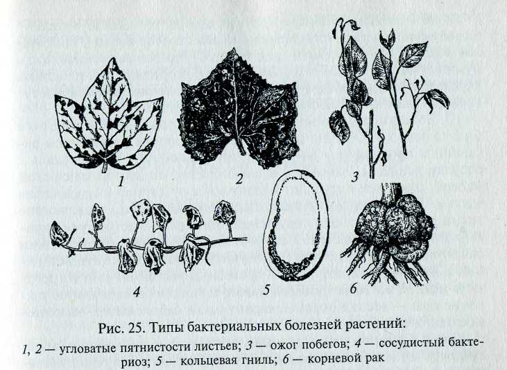 Определение болезней растений. Виды болезней растений. Основные типы проявления болезней растений. Бактериальные болезни растений. Заболевания растений вызванные бактериями.