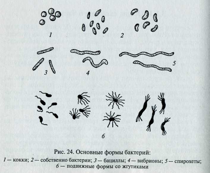 Назовите формы бактериальных клеток. Рис формы бактерий. Бациллы форма клеток. Формы бактерий ЕГЭ. Основные формы бактерий рисунок.