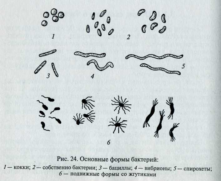 Какие формы бактерий изображены на рисунках