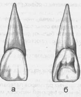 Зуб боковой резец. Медиальный резец верхней челюсти. Резцы верхней челюсти анатомия. Медиальный резец верхней челюсти анатомия. Латеральный верхний резец верхней челюсти.