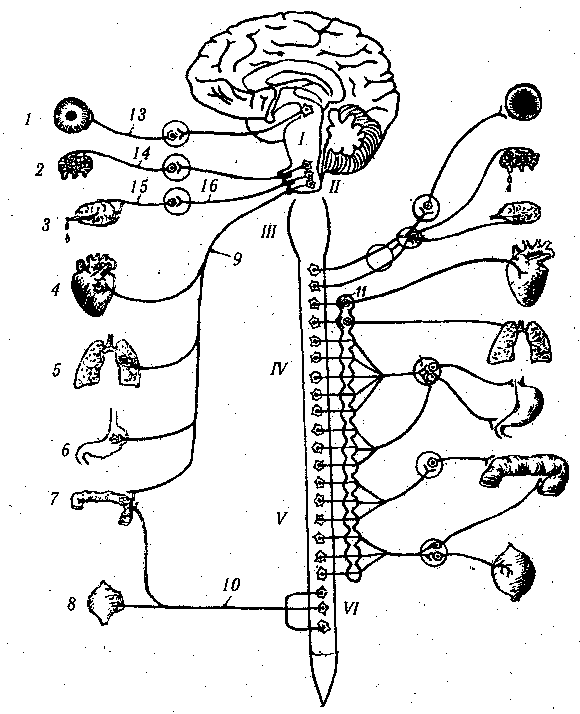 Нервы симпатического отдела. Вегетативная нервная система ВНС. Симпатическая нервная система человека схема. Вегетативная нервная система схема. Вегетативная нервная система анатомия схема.