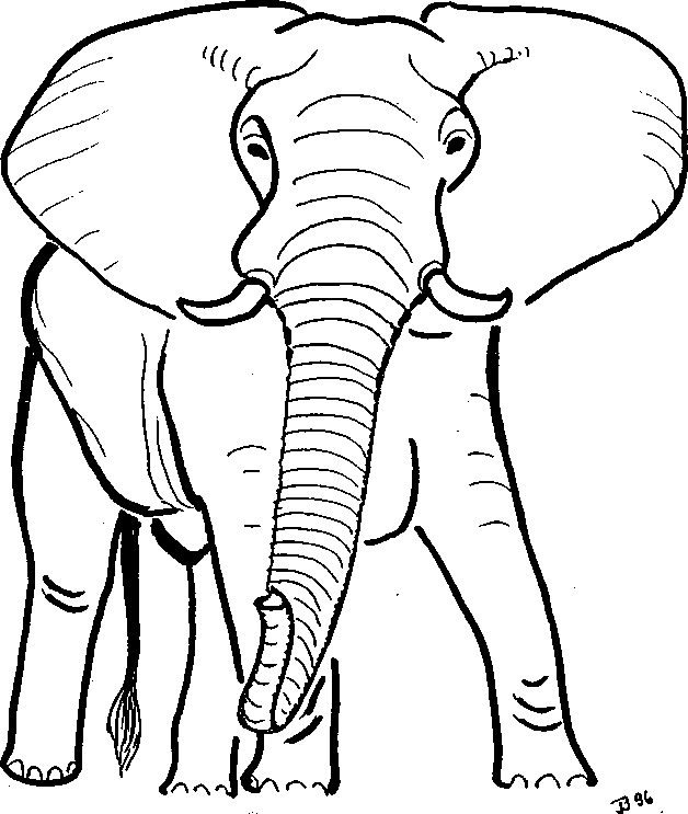 Вырасти слона. Строение хобота слона. Слон вид спереди. Африканский слон строение. Скелет африканского слона.
