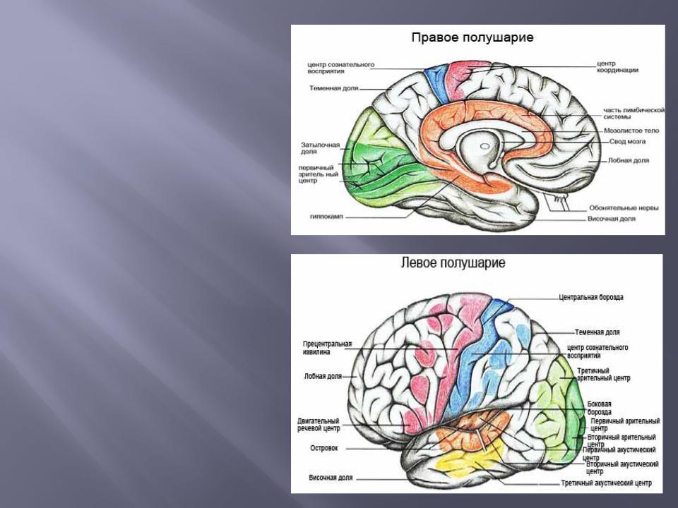 Что находится в полушариях мозга. Большие полушария головного мозга левое и правое. За что отвечает левая часть мозга. Головной мозг левое и правое полушарие. Зоны правого полушария мозга.