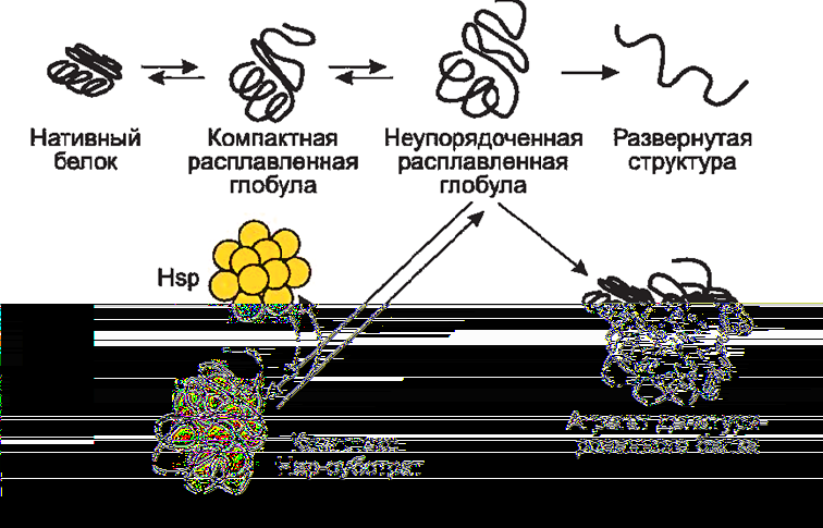 Белок теплового шока хламидий. Механизм действия белков теплового шока. Расплавленная глобула. Механизмы клеточной защиты белки теплового шока. Белок теплового шока 70.
