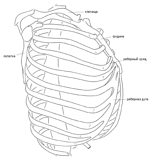 Грудная клетка человека анатомия с подписями рисунок
