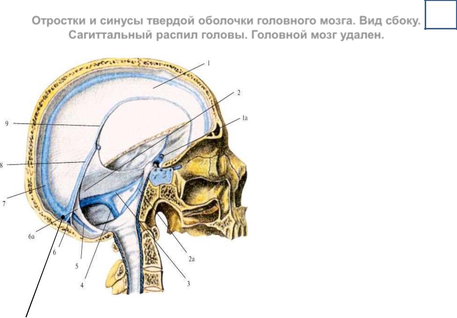 Синусы твердой оболочки мозга