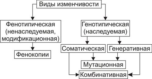 Сравнительная таблица генотипической и фенотипической изменчивости - Распиновки.