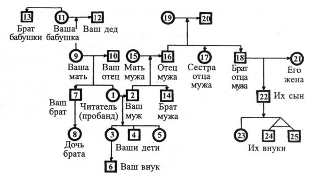 Родословная биология схема