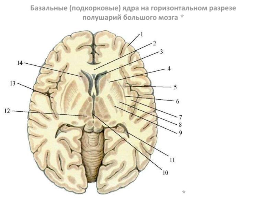 Ядра мозга образованы. Горизонтальный срез мозга базальные ядра. Горизонтальный разрез головного мозга базальные ядра. Базальные ядра на срезе мозга. Базальные ядра внутренняя капсула.