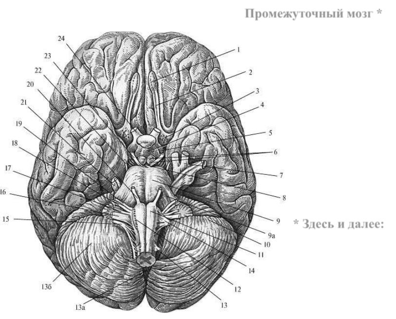 Серый мозг латынь. Головной мозг вид снизу анатомия. Базальная поверхность головного мозга. Нижняя поверхность головного мозга анатомия. Базальная поверхность мозга анатомия.