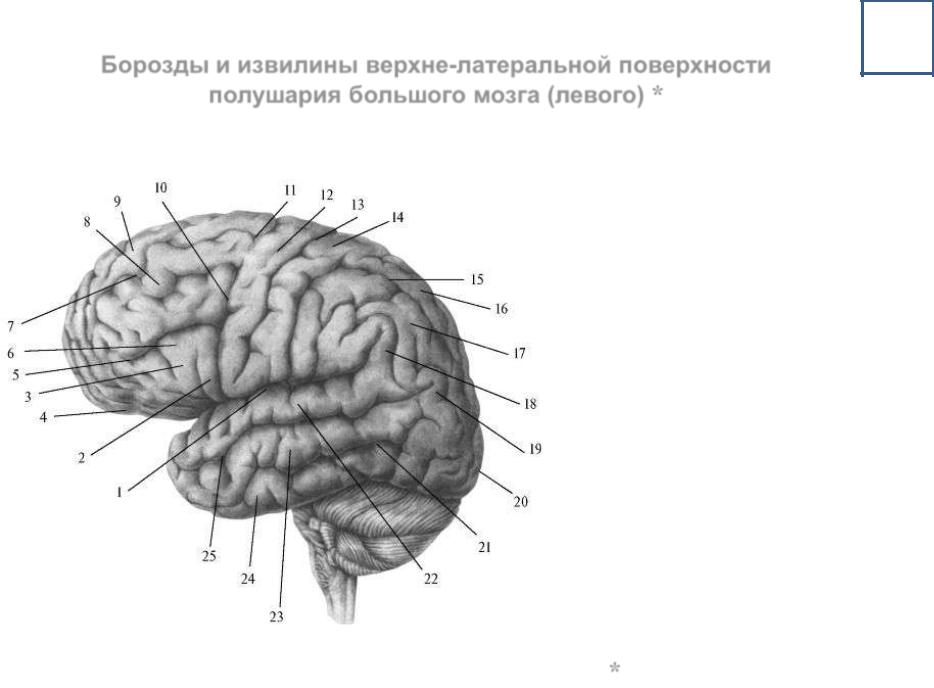 Поверхности коры больших полушарий. Извилины и борозды головного мозга схема. Схема левого полушария борозды извилины. Борозды ВЕРХНЕЛАТЕРАЛЬНОЙ поверхности мозга. Борозды ВЕРХНЕЛАТЕРАЛЬНОЙ поверхности конечного мозга.