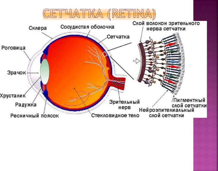 Сетчатка белочная оболочка сосудистая оболочка. Зрительный анализатор рецепторы сетчатки. Рецепторы сетчатки глаза функции. В сетчатке расположены зрительные рецепторы. Рецепторы сетчатки строение.