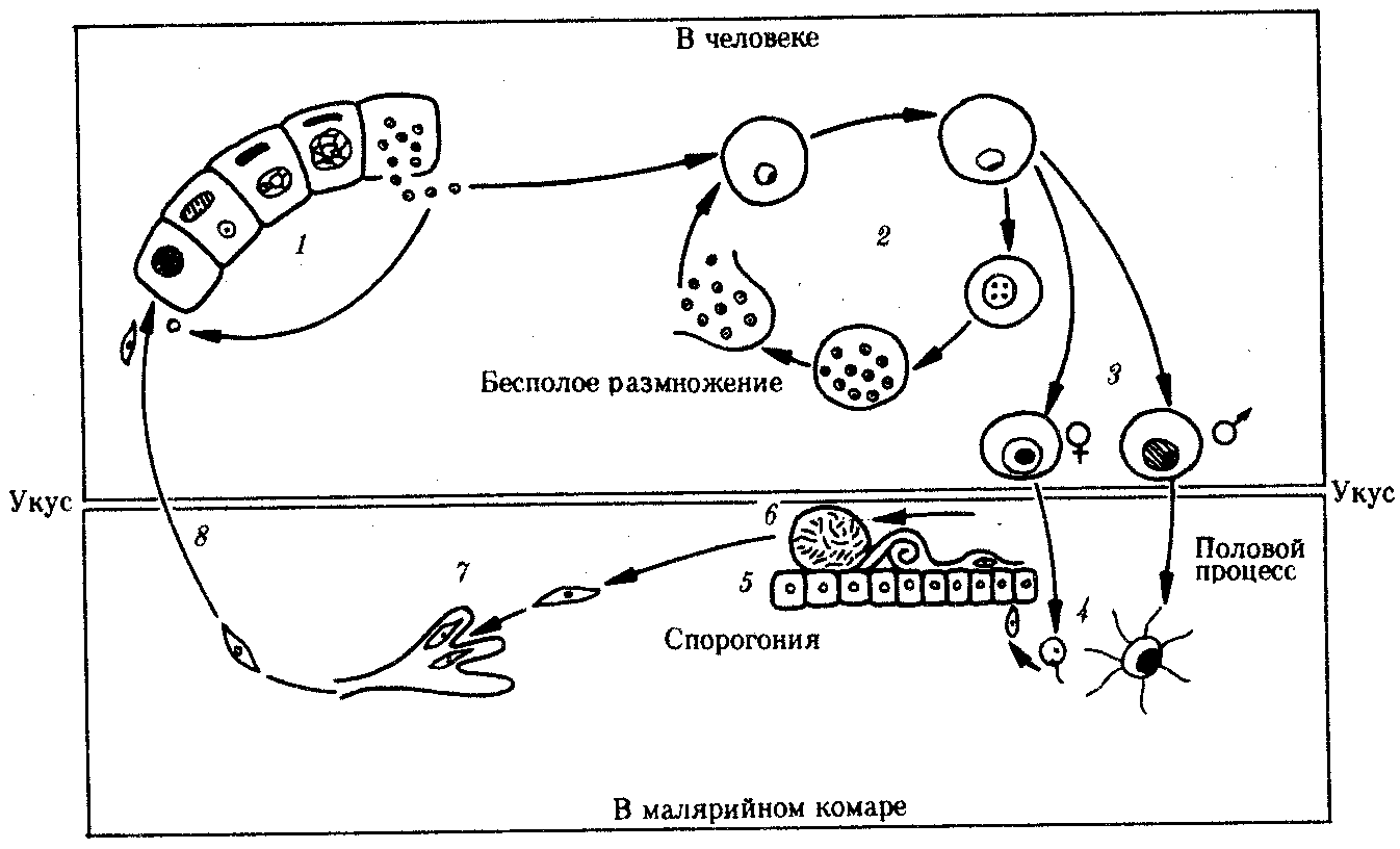 Глисты (конец XIX века)