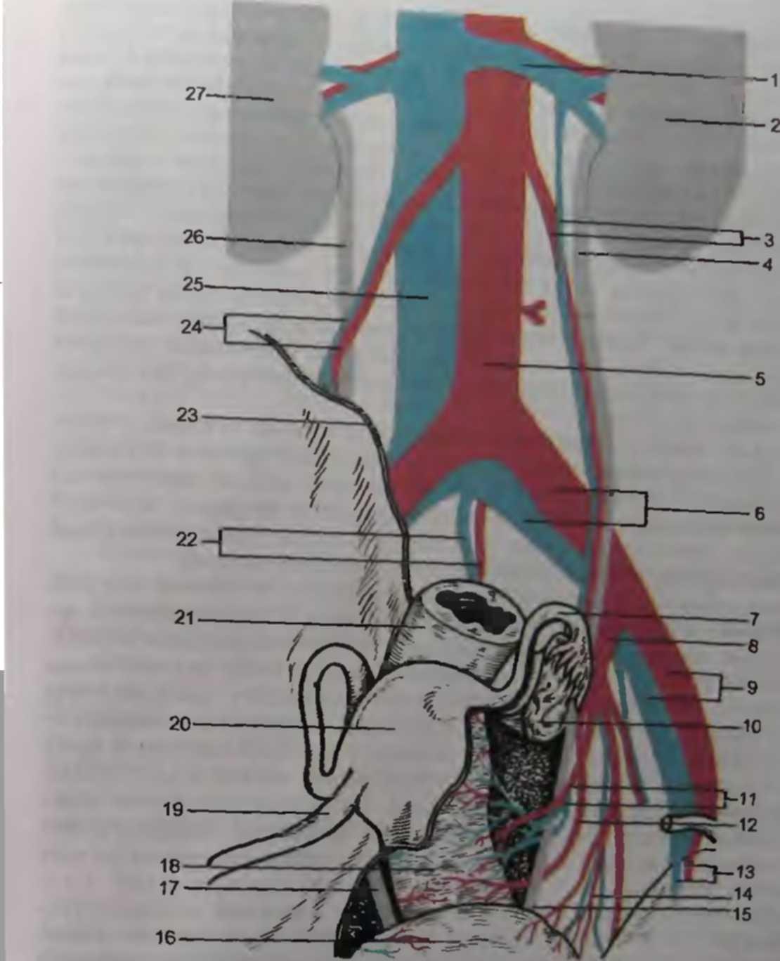 Женский орган между. Взаимоотношения маточной артерии и мочеточника. Яичниковая артерия и мочеточник взаимоотношение. Ход мочеточника и маточной артерии. Отношение мочеточника к маточной артерии.