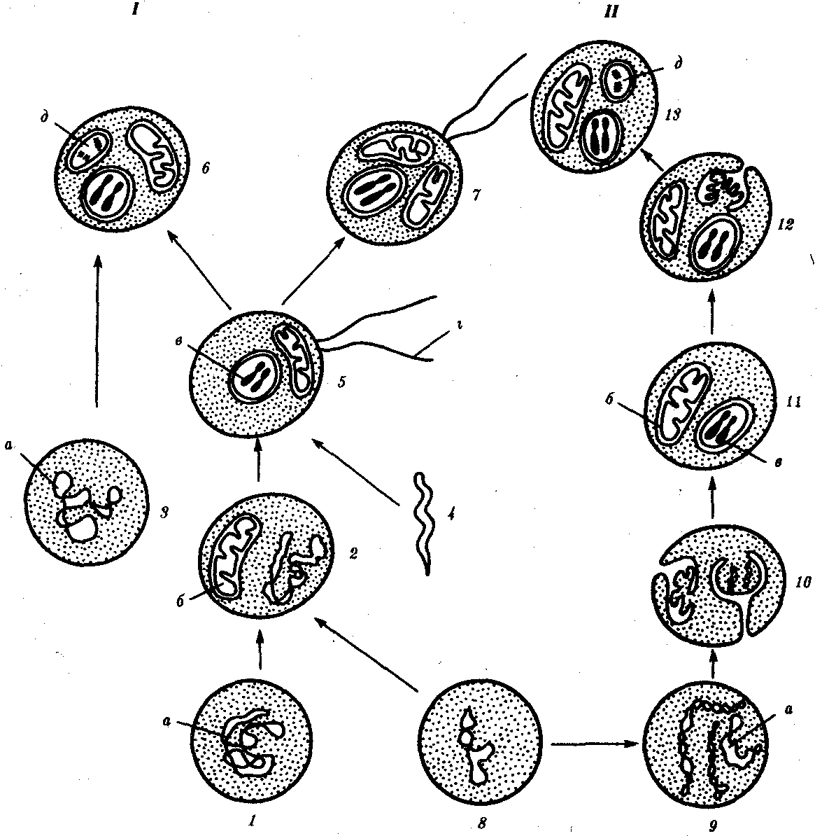 Возникновение клеточной формы жизни. Схема симбиотическая теория происхождения эукариотических клеток. Инвагинационная гипотеза эукариот. Теории происхождения эукариотических клеток. Эволюция клетки симбиотическая теория.