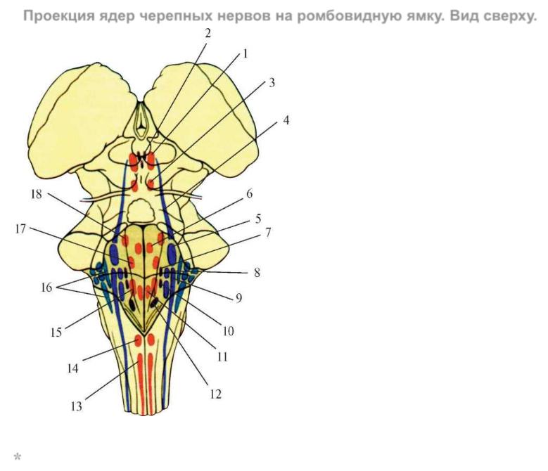 Какие ядра в черепных нервах. Ромбовидная ямка Черепные нервы. Расположение ядер черепных нервов схема. Ромбовидная ямка ядра черепных нервов. Проекция ядер 8 пары черепно мозговых нервов.