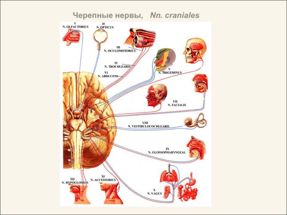 Названия черепных нервов. 12 Пар черепных нервов схема. Головной мозг 12 пар черепно мозговых нервов.