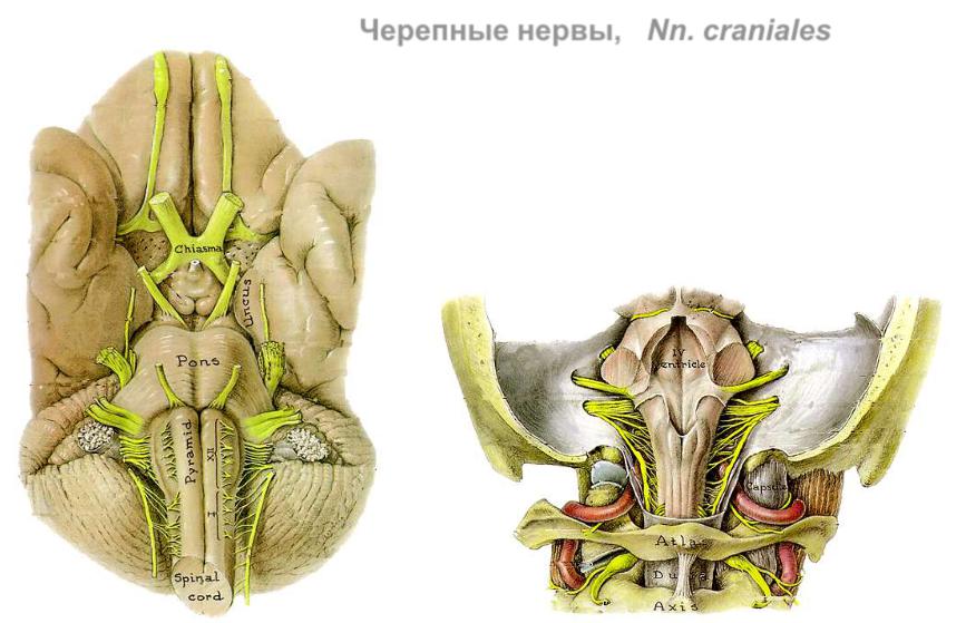 11 черепной нерв. Черепные нервы отверстия черепа. Черепно мозговые нервы отверстия в черепе. Места выхода черепных нервов. Черепные нервы выход.