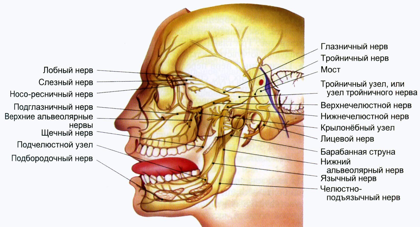 Снизу и на верхних. Иннервация 5 тройничный нерв. Ветви тройничного нерва анатомия. Ветви тройничного нерва схема. Лицевой и тройничный нерв анатомия.