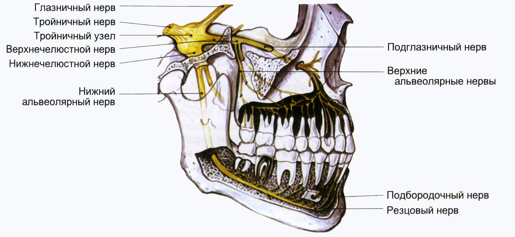 Нервы лицевой области. Иннервация верхней и нижней челюсти анатомия. Нижний альвеолярный нерв иннервирует. Нервная система челюсти человека. Нижний луночковый нерв анатомия.