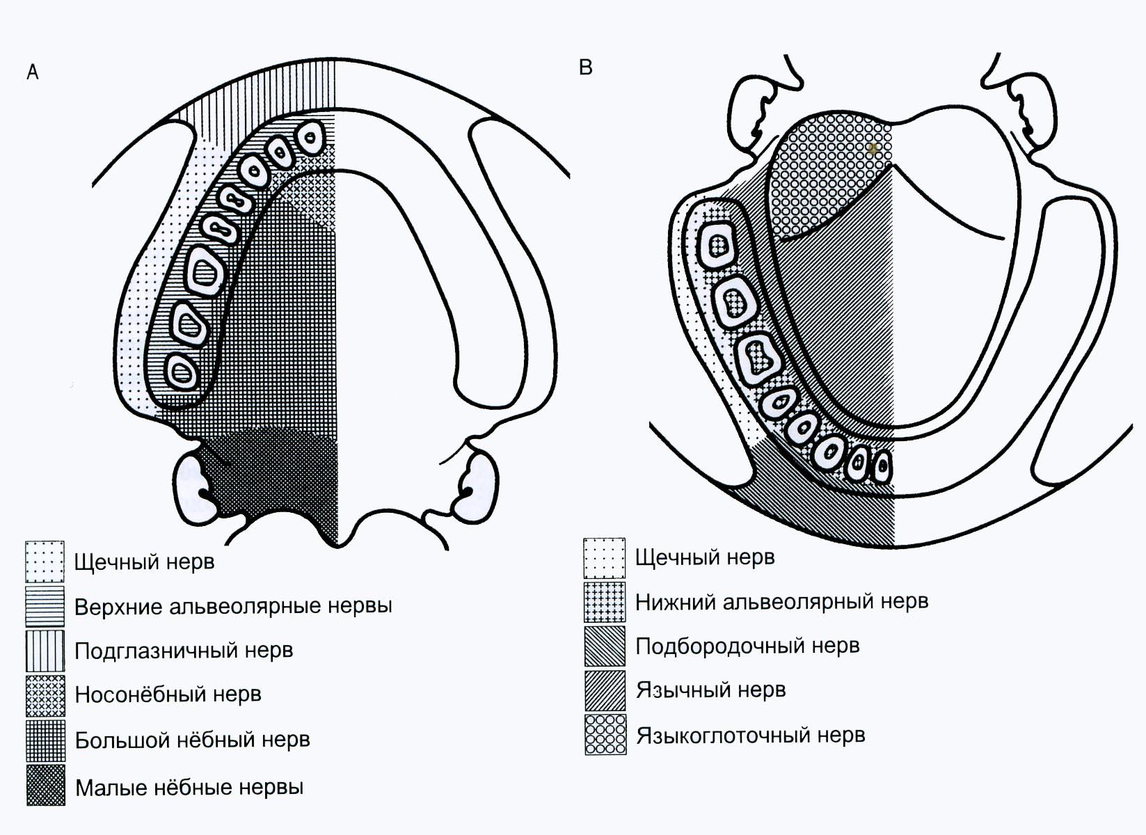 У кита альвеолярные легкие. Иннервация зубов и тканей челюстно-лицевой области. Иннервация зубов нижней челюсти схема. Иннервация зубов верхней и нижней челюсти. Иннервация ЧЛО схема.