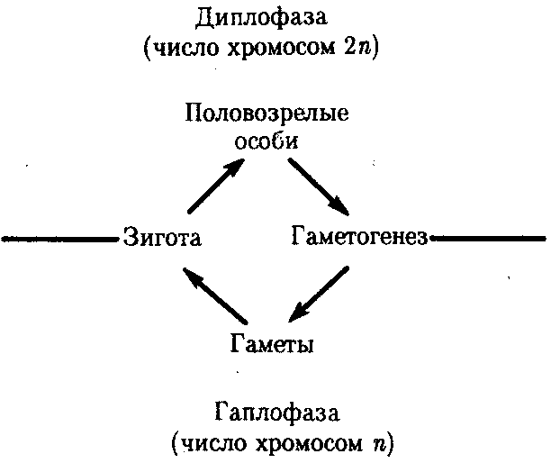 Гаплоидный цикл