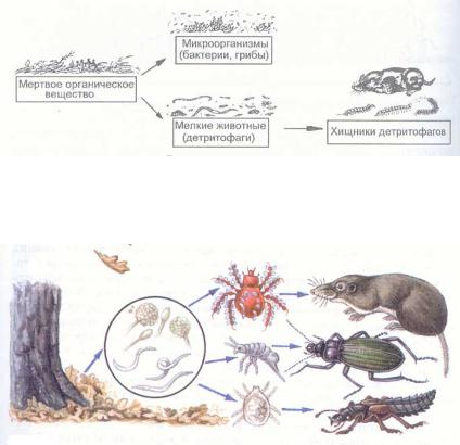 Цепь питания с бактериями. Мертвая органика пищевая цепь. Детритофаги в пищевой цепи. Цепь животных питания начиная с мертвой органики.