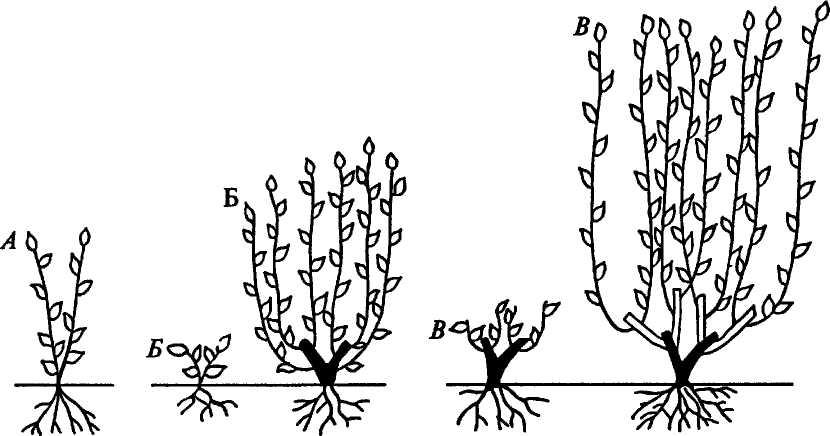 Схема формирования кустарников