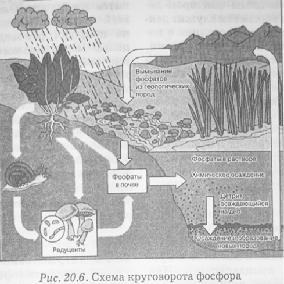 Схема круговорота углерода в природе впр. Поглощение фосфатов растениями из почвы. Круговорот фосфора схема. Круговорот фосфора ( по п. Дювиньо и м. Тангу ). Поглощение фосфора растениями из почвы схема.
