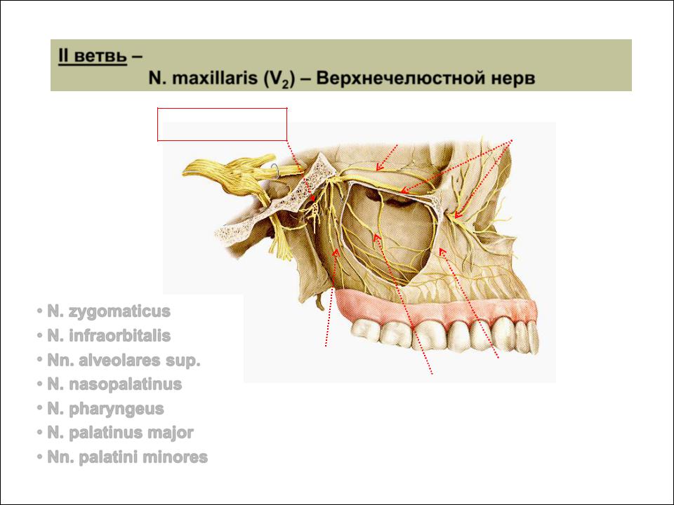 A maxillaris