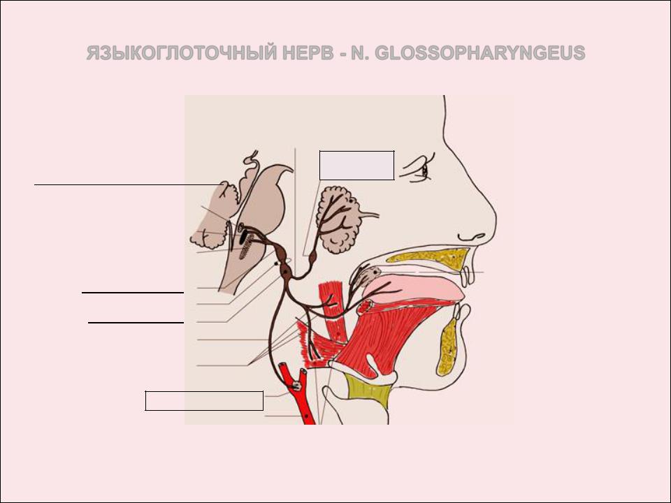 Языкоглоточный блуждающий нерв