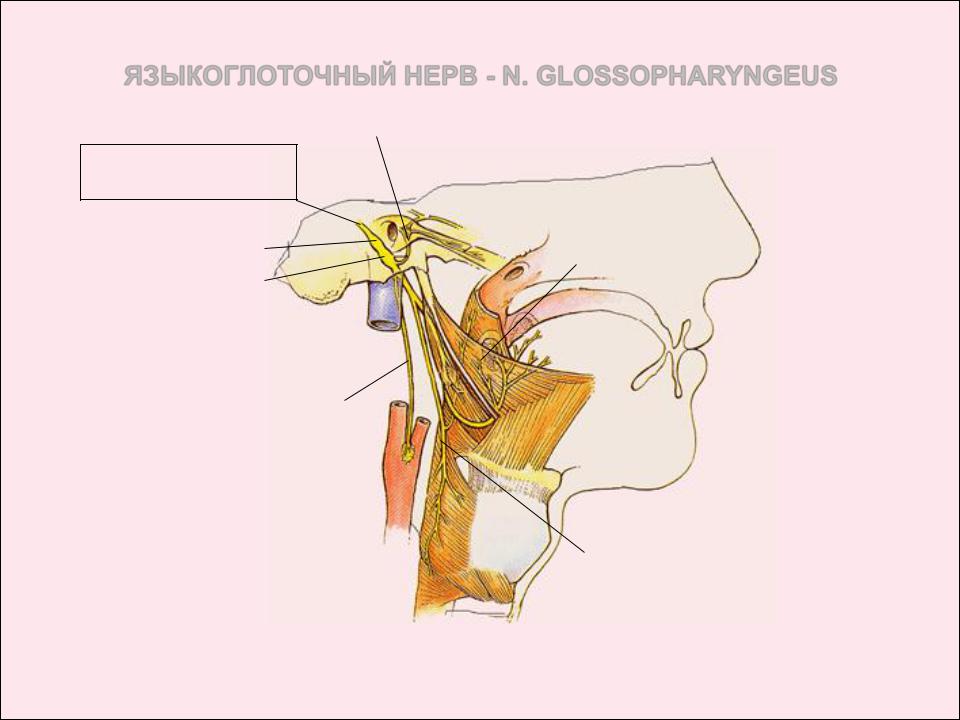 Лицевой языкоглоточный нерв. 9 Пара языкоглоточный нерв. Языкоглоточный нерв анатомия. Языкоглоточный нерв анатомия схема. Языкоглоточный нерв парасимпатические волокна.