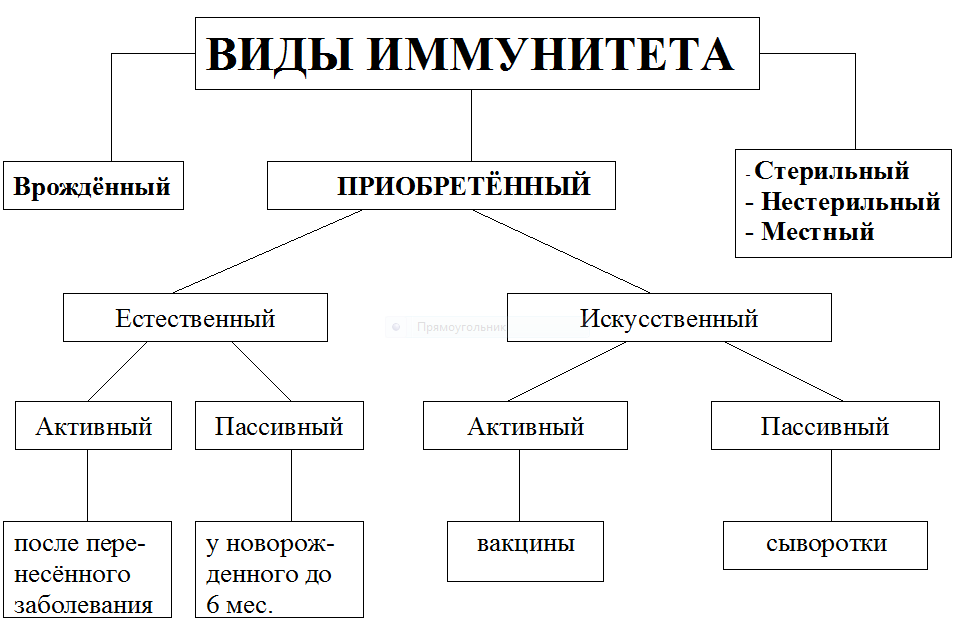 Схема виды иммунитета биология 8 класс