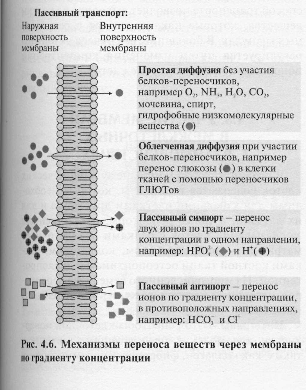 Диффузный путь. Пассивный транспорт веществ простая и облегченная диффузия. Активный и пассивный транспорт веществ через мембрану клетки. Пассивный транспорт ионов через клеточную мембрану. Пассивный и активный транспорт веществ через мембранные структуры.