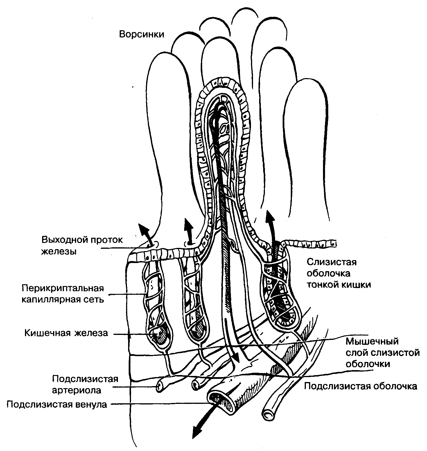 Строение ворсинок слизистой оболочки. Строение ворсинки тонкого кишечника анатомия. Строение ворсинки тонкой кишки анатомия. Схема строения ворсинки тонкой кишки анатомия. Схема строения кишечной ворсинки.