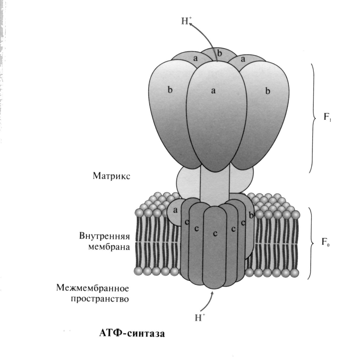 Фермент синтезирующий атф. Строение АТФ синтазного комплекса. Строение 5 комплекса АТФ синтазы. АТФ синтаза структура. АТФ синтаза строение.