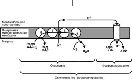 ОКИСЛИТЕЛЬНОЕ ФОСФОРИЛИРОВАНИЕ