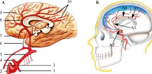 Сегменты передней мозговой артерии а1 а2 а3. М1 сегмент средней мозговой артерии. А1 сегмент ПМА. Сегмент а1 пма