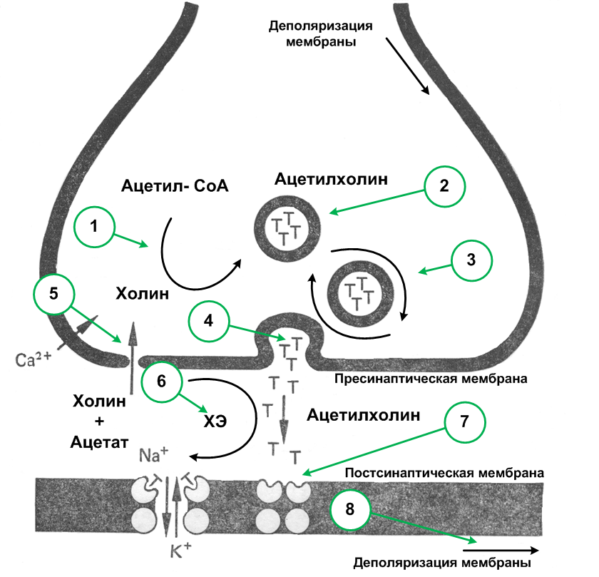 Деполяризация мембраны клетки. Рецепторы постсинаптической мембраны синапса. Схема холинергического синапса. Механизм холинергического синапса. Фос механизм действия холинергического синапса.
