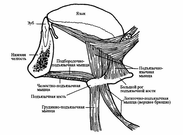 Мышцы языка схема