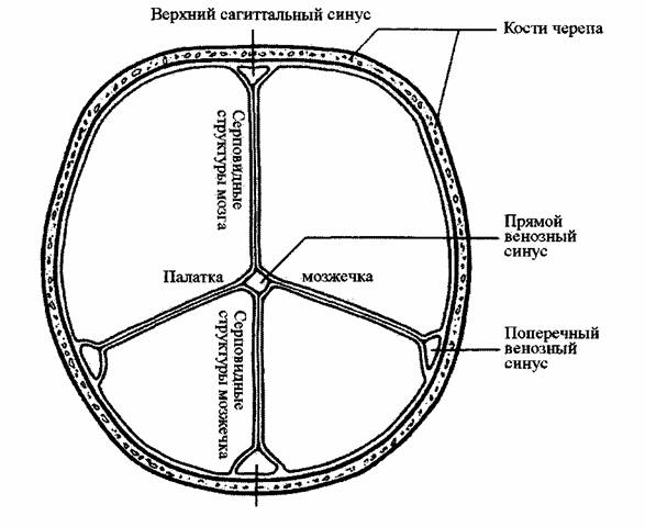 Схема венозных синусов головного мозга